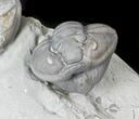 Enrolled Flexicalymene Trilobite From Ohio #30460-2